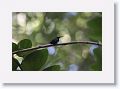 01-Barbados - 35 * Green-throated Carib Hummingbird * Green-throated Carib Hummingbird